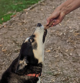 Lamb Puff - Lamb Lung - DOG Treats — Australian made dog treats by Huds and Toke