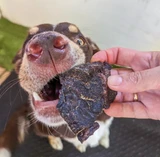 Kangaroo Jerky - Small - DOG Treats (lifestyle), Australian made dog treats by Huds and Toke
