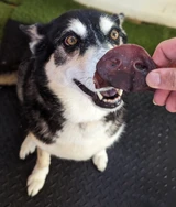 PIG Snouts - DOG Treats (lifestyle), Australian made dog treats by Huds and Toke