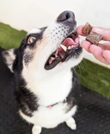 Kangaroo Jerky Cubes - DOG Treats (lifestyle) — Australian made dog treats by Huds and Toke