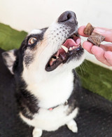 Kangaroo Jerky Cubes - DOG Treats (lifestyle), Australian made dog treats by Huds and Toke