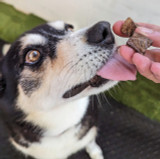 Kangaroo Jerky Cubes - DOG Treats — Australian made dog treats by Huds and Toke