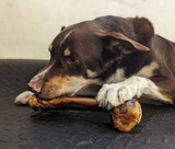 Kangaroo Bone - 1Pce - DOG Treats (packaging), Australian made dog treats by Huds and Toke