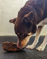 Kangaroo Tail Lumbar - 1Pce - DOG Treats (close-up) — Australian made dog treats by Huds and Toke