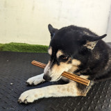 Chicken Sticks 20cm - DOG Treats (back view), Australian made dog treats by Huds and Toke