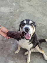 MOO Tubes - Beef Trachea - DOG Treats (close-up) — Australian made dog treats by Huds and Toke