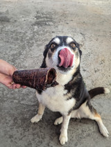 MOO Tubes - Beef Trachea - DOG Treats (lifestyle) — Australian made dog treats by Huds and Toke