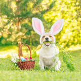 DOG Costume Easter Bunny Ears Headband (lifestyle) — Australian made dog treats by Huds and Toke