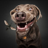 BUG Chew DOG Treats - Beetroot AND Carrot (back view) — Australian made dog treats by Huds and Toke