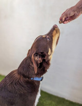 Goat Lung Puff - DOG Treats, Australian made dog treats by Huds and Toke