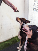Goat Heart - DOG Treats (packaging) — Australian made dog treats by Huds and Toke