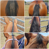 Advanced Equine, Comprehensive Equine Supplement (packaging), Australian made horse treats by Huds and Toke