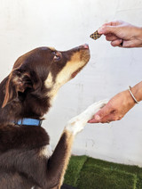 THE DOG Treat Taster Bundle (detail), Australian made dog treats by Huds and Toke