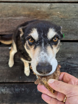 Large Snuffle Ball DOG Treat Bundle - DOG Enrichment Treats (close-up), Australian made dog treats by Huds and Toke