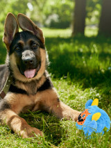 Crazy Monster Face 2 in 1 Toy - Huds and Toke Dog Toy - Blue with Dog