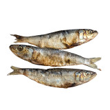 Australian Whole Sardines - DOG Treats, Australian made dog treats by Huds and Toke