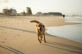Are Fish Treats Good for Dogs? Benefits, Risks and How Much to Feed (an Australian Guide)