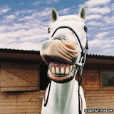 Apple Horse Bix Horse Training Treats are a Great Reward!