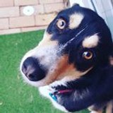 Can dogs catch a cold?