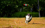 Dogs and Dog Parks..... 9 Things to Consider!