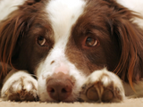 Will My Dog Get Bored When Home Alone?