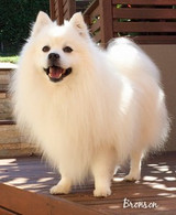 5 Steps to Consider when Washing Your Dog
