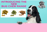 Insect Dog Treats Are The New Pet Treats on the Block!