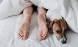 Positives of Your Dog Sleeping in the Bedroom!