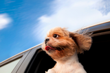 5 Ways of Showing Thanks to our Pets.