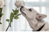 Did you know that Adult Dogs have approx 42 Teeth?  