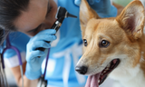 Dog Treats and how they can benefit Ear Health.