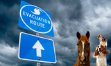Remember your Pets in a Weather Event.