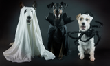 5 Ideas To Consider with your Pets and Halloween!