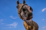 Little Molasses Love Heart Horse Treats by Huds and Toke