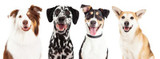 Dogs Make Us Fitter - Proof!