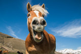 Play with your Horses and Learn.