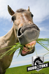 Tips to give your Pony Oral Medications