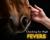 Managing High Temperatures, and fevers, in your Horse!