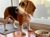 Labrador, Golden and Beagle Treats: Feeding the Dogs That Never Say No