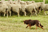 Kelpie, Cattle Dog and Border Collie Treats: Fuelling an Aussie Working Dog