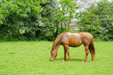 Safe Treats for Laminitic Horses: An Australian Vet-Informed Guide to Low-Sugar Feeding