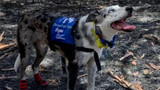 Koala Detection Dogs and Huds and Toke......  A Great Partnership