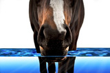 How Important is Water to my Horse?