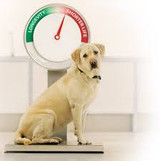 Is my dog overweight? 4 Easy ways to check!
