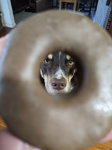 Doggie Doughnuts: A Delicious and Fun Dog Treat for International Doughnut Day