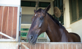 Clean Air In Your Horses Stable Is Important.