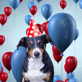 5 Things To Do On International Dog Day!
