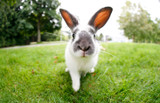 HAPPY EASTER TO EVERYONE AND THEIR PETS FROM HUDS AND TOKE GOURMET DOG TREATS AND PET TREATS