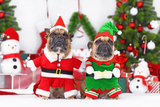Christmas Traditions with your Pets.