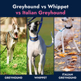 Greyhound vs Whippet vs Italian Greyhound: Differences and Feeding